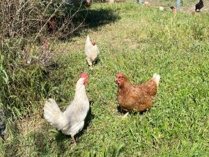 Il Nuraghe del lago Coghinas img88