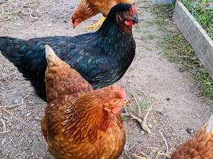 Il Nuraghe del lago Coghinas img86