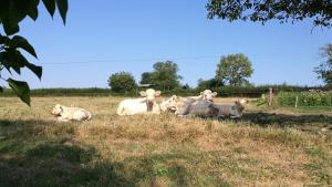 Appartements Gites Luzy Morvan Bourgogne : photos des chambres