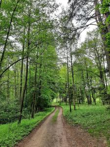 Mazurska Laba