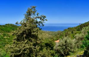 House in Εndless green - Arethousa, Ikaria Ikaria Greece