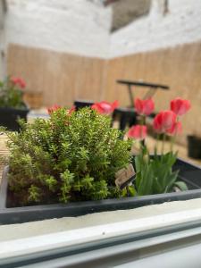 Appartements Le beffroi : photos des chambres