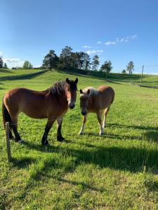 Dom na Skraju Lasu Mikołajki