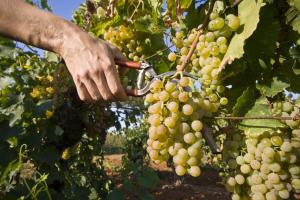 Guesthouse Medulin (64)