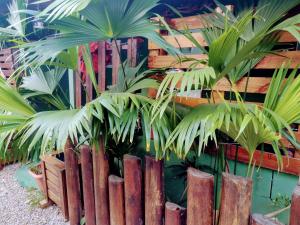 Pertinho prahia toninhas