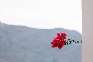 Alianthos Garden Rethymno Greece