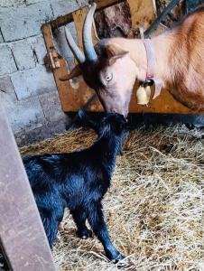 Agriturismo Funtan'Arva img23