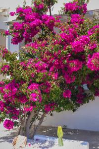 Dahlia Apartments And Studios Paros Greece