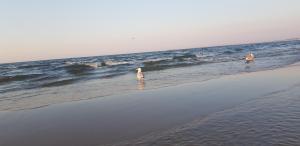 BALTIC DREAM