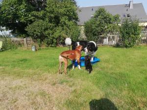 obrázek - Urlaub mit Hund - Ferienhof Höhensonne