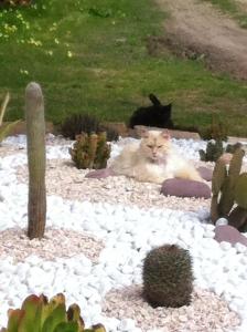 Residence Sa Pintadera img22