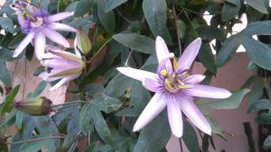 Haus Möltner - Apartment 1927