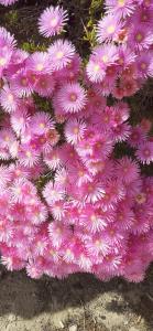 Appartements Residences Sopramare : photos des chambres