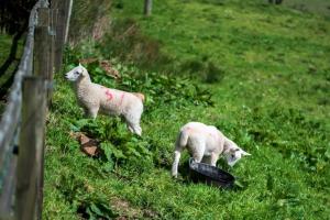 Meadowhead Cottage, Traditional Scottish Cottage