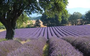 Maisons de vacances La Bastide des Milles : photos des chambres