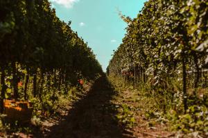 La Vinia Bed&Wine Experience - Adults Only img39