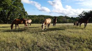 Sejours chez l'habitant Ferme Brasseyrou - B&B classique : photos des chambres