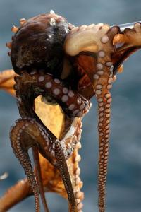 Apartment in Lopar with sea view, terrace, air conditioning, Wi-Fi (4842-2)