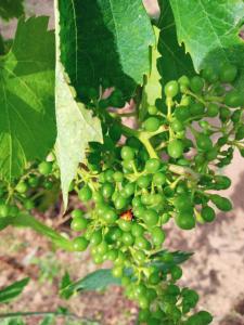 Agriturismo Il Melograno img88