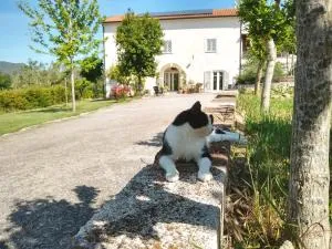 Le Piracante - Alvignanello