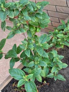 B Holidays Casa Vacanze img37