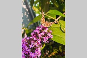 Villa Eli, Belosavci home with the View