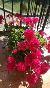 Irenos sveciu namai - Kretinga