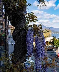 La Dimora del Glicine