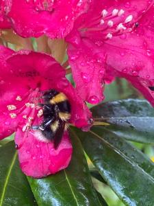 Clone House Event Villa