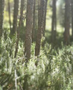 Apartmani Ribnica Tornik