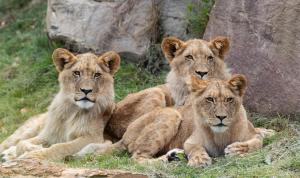 Maisons de vacances LE CHANT DES OISEAUX, 3Km du Zoo de Beauval, Parking gratuit ,WIFI et NETFLIX gratuits : photos des chambres