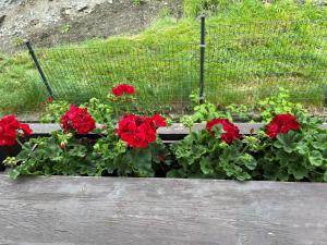 Appartements Alpenblick