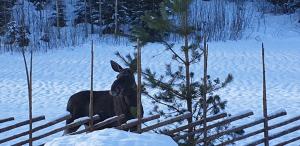 Sundbergsheden Stugby