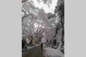 Yard of paradise Pelion Greece