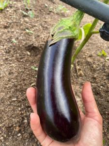 Il Nuraghe del lago Coghinas img83