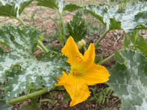 Il Nuraghe del lago Coghinas img82
