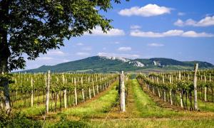 Apartmán Ubytování De Donawitz - Dolní Dunajovice