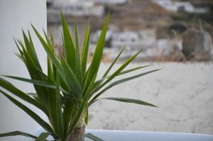 Rhyolite Apartment Milos Greece