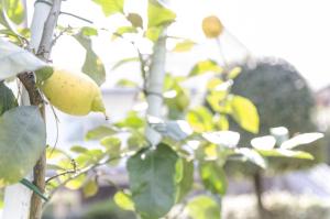 Appartamenti Federica