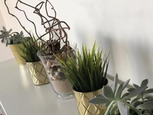 Kiro apartamentai Elija Palanga Šventoji