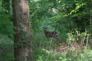 Tentes de luxe TENTE SAFARI LODGE DANS FORET LUXURIANTE : photos des chambres