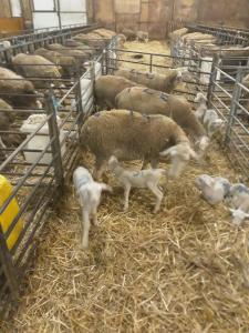 Maisons de vacances Gite a la ferme : photos des chambres