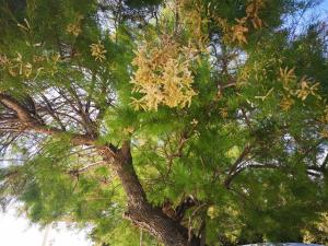 Apartman Dubravko Tribanj