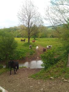Ośrodek Jeździecki Tarpan latający Holender