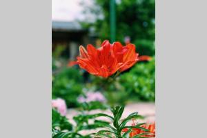 Cute Little House with a White Picket Fence