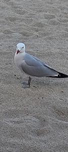 Trilocale Margine Rosso img39