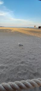 Trilocale Margine Rosso img36