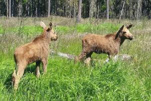 Cozy Lodge in Värmland Sweden