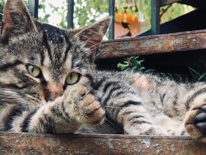 Maisons de vacances Le voyage d'UBUNTU : Maison 1 Chambre