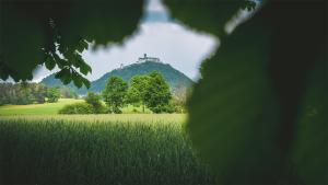 Vilka Petra pod Bezdězem